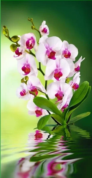 Фото для Фотообои 261х134 см Орхидея