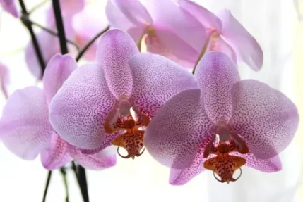 Фото для Орхидея Цимбидиум