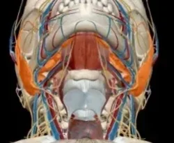 МРТ мягких тканей головы (ротовая полость, слюнные железы, ротоглотка)