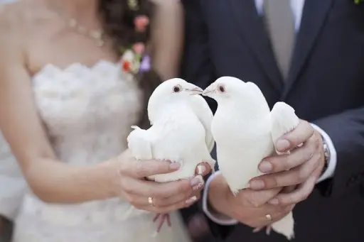 Прокат голубей на свадьбу