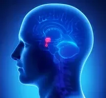 МРТ головного мозга и гипофиза