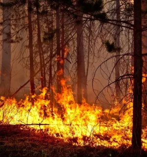 
Обучение по специальности Руководитель тушения лесных пожаров