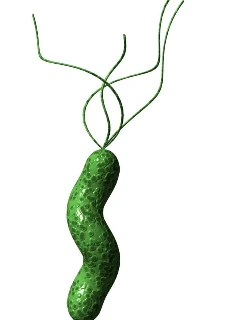 Фото для Исследование суммарных антител к Helicobacter pylori (ИФА)