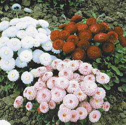Цветы Маргаритка Конфетти (200%) (0,1г)