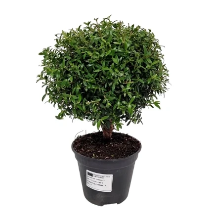 Фото для Мирт обыкновенный на штамбе (Myrtus Communis On Stem) 12/30