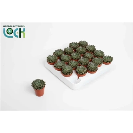 Фото для Эхеверия сизая (Echeveria Glauca) 5,5/10