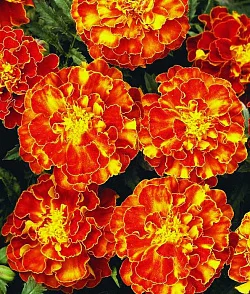 Цветы Бархатцы Болеро (200%) (0,6г)