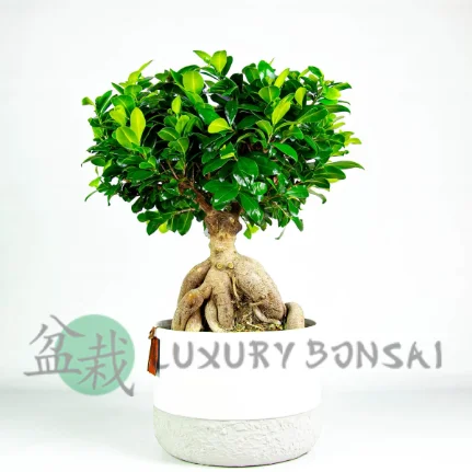 Фото для Бонсай фикус (Bonsai Ficus) 15/30
