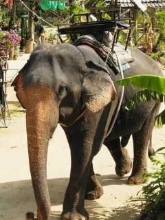 
Таиланд 2025 г. Туры в Паттайю