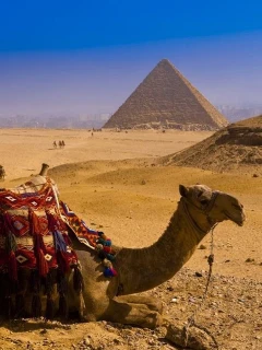 Туры в Египет из Москвы на 2025 г