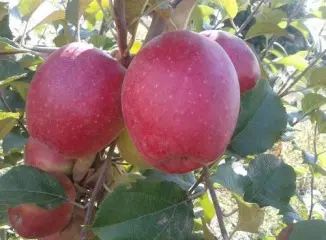 Яблоня "Горноалтайское"